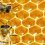 Charity boss accused of running $100,000 honey trap