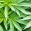 Vision to treat neurological disorders in children with cannabinoid drug