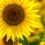 Employer achieves milestone in Hidden Disabilities Sunflower Programme