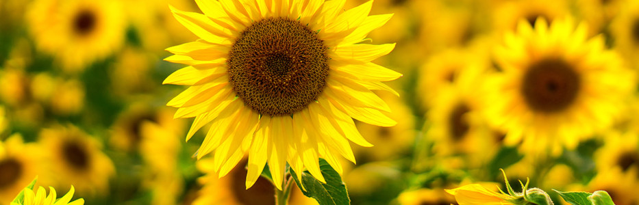 Employer achieves milestone in Hidden Disabilities Sunflower Programme