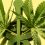 Government set to introduce medicinal cannabis driving reforms