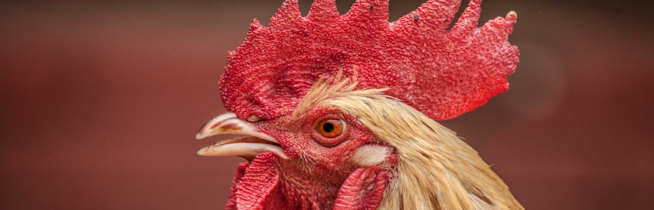 Court orders disability pensioner to remove ‘therapeutic’ roosters from regional property