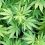 Growing use of drug straining hospitals resources everywhere